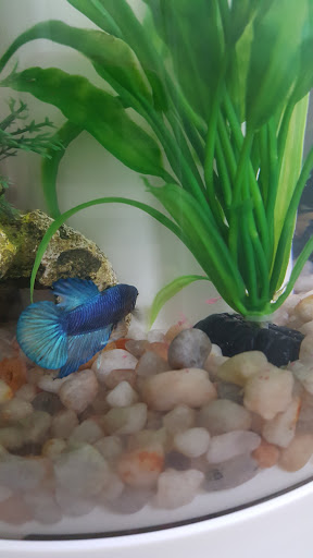 Pet Supply Store «Petco Animal Supplies», reviews and photos, 4207 Elverta Rd, Antelope, CA 95843, USA