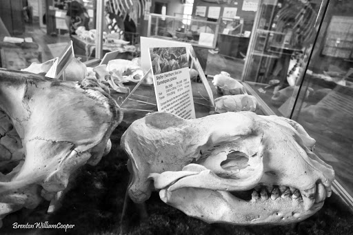 Museum «The Whale Museum», reviews and photos, 62 1st St, Friday Harbor, WA 98250, USA