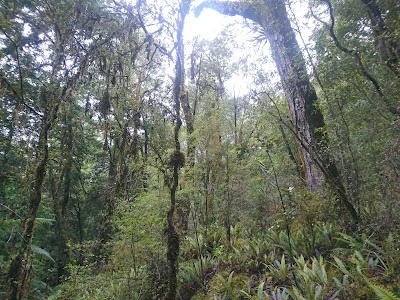 Photos of Hollyford Track (Trail Head)