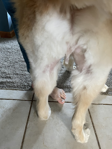 Pet Supply Store «PetSmart», reviews and photos, 3425 Amelia Dr, Orchard Park, NY 14127, USA