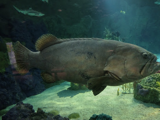 Aquarium «Shark Encounter», reviews and photos, Mission Bay Park, San Diego, CA 92109, USA