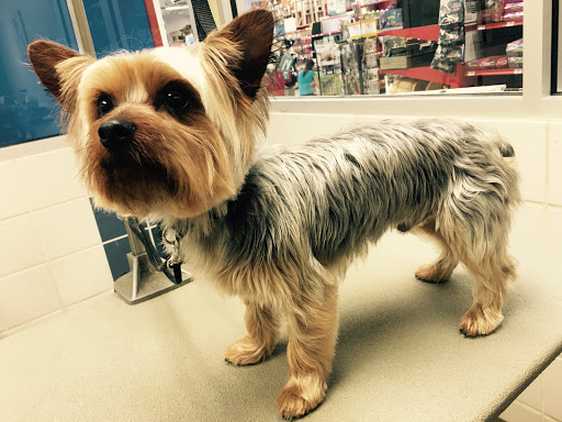 Pet Supply Store «Petco Animal Supplies», reviews and photos, 8909 Branch Ave d, Clinton, MD 20735, USA