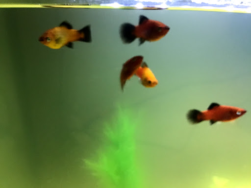 Pet Supply Store «Petco Animal Supplies», reviews and photos, 4030 N MacArthur Blvd #200, Irving, TX 75038, USA