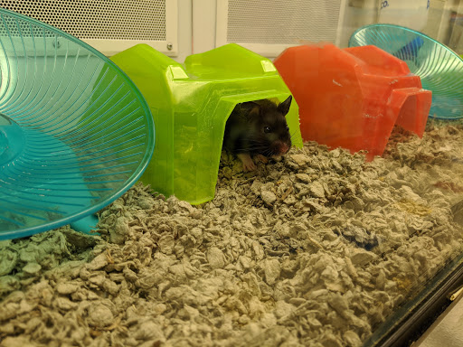 Pet Supply Store «Petco Animal Supplies», reviews and photos, 2373 W Ridge Rd, Greece, NY 14626, USA