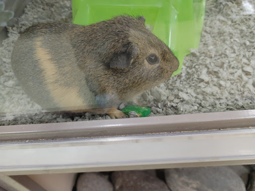 Pet Supply Store «Petco Animal Supplies», reviews and photos, 645 S Green Valley Pkwy, Henderson, NV 89052, USA