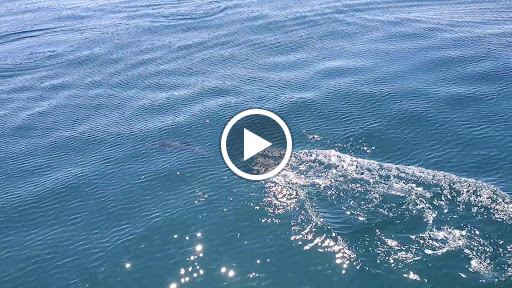 Island Packers Cruises - Oxnard image