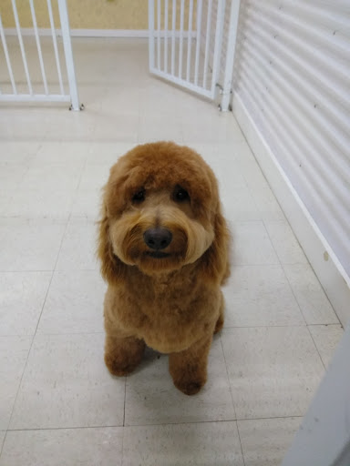 Pet Store «Debbies Pet Boutique», reviews and photos, 431 Center St, Healdsburg, CA 95448, USA