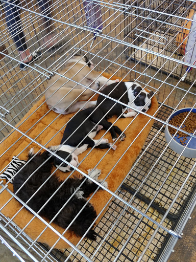 Pet Supply Store «Pet Ranch», reviews and photos, 3823 E 120th Ave, Denver, CO 80233, USA