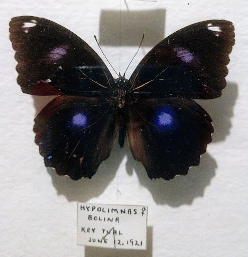 Museum «May Natural History Museum», reviews and photos, 710 Rock Creek Canyon Rd, Colorado Springs, CO 80926, USA