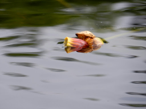 Golf Club «Swan Lake Golf Club», reviews and photos, 388 River Rd, Manorville, NY 11949, USA