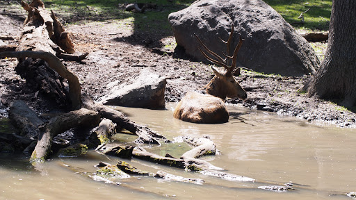 Zoo «Bronx Zoo», reviews and photos, 2300 Southern Blvd, Bronx, NY 10460, USA