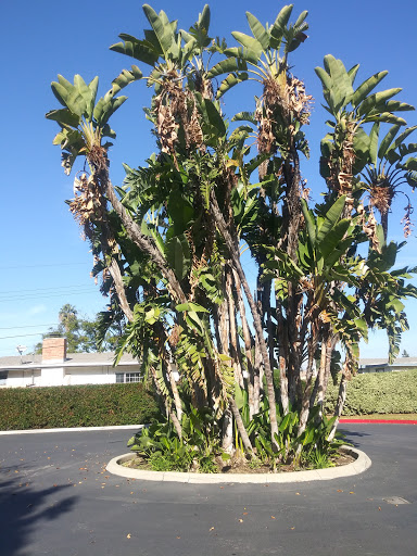 Park «Neff Park», reviews and photos, 14300 San Cristobal Dr, La Mirada, CA 90638, USA