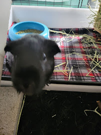 Passionately Pets - Photo 5 - Car repair in Alexandria, VA, Alexandria