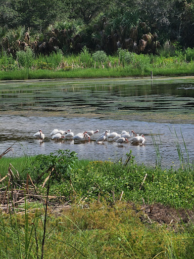 Nature Preserve «Emerson Point Preserve», reviews and photos, 5801 17th St W, Palmetto, FL 34221, USA