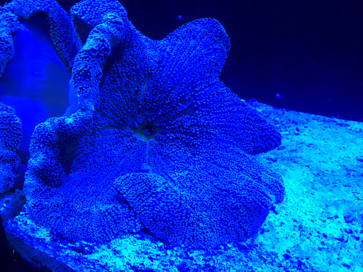 Aquarium Shop «Artistic Aquatics», reviews and photos, 1035 Forest View Dr N, Ellettsville, IN 47429, USA