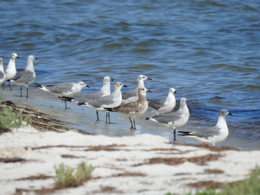 National Park «Fort Pickens», reviews and photos, 1400 Fort Pickens Rd, Pensacola Beach, FL 32561, USA