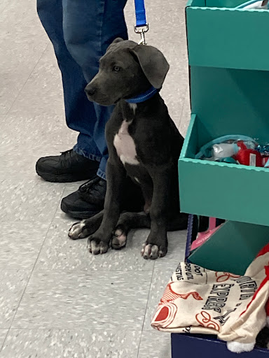 Pet Supply Store «Petco Animal Supplies», reviews and photos, 1808 Tamiami Trail a, Port Charlotte, FL 33948, USA