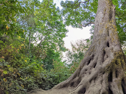 Park «Carkeek Park», reviews and photos, 950 NW Carkeek Park Rd, Seattle, WA 98177, USA