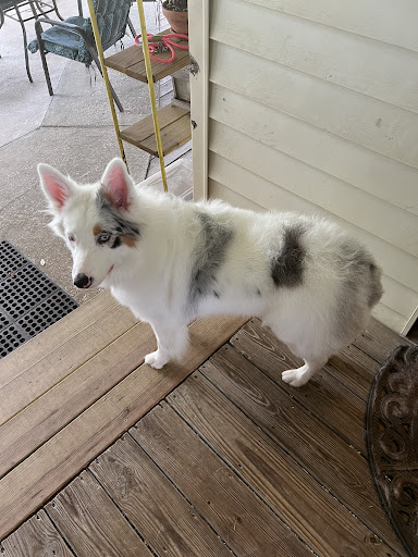 Pampered Pets Grooming Salon