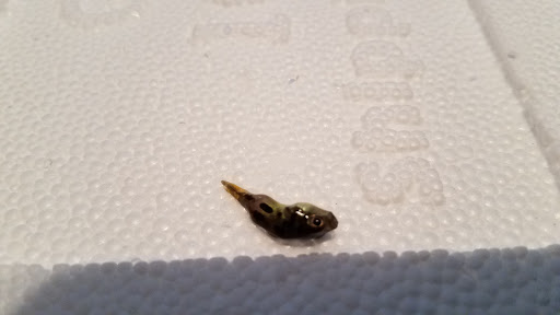 Pet Supply Store «Drs. Foster and Smith», reviews and photos, 2423 Air Park Rd, Rhinelander, WI 54501, USA