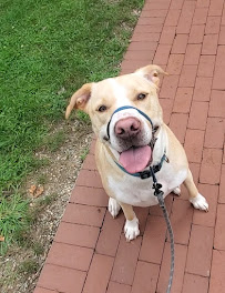 K9 Solutions LLC - Photo 5 - Car repair in , Worcester