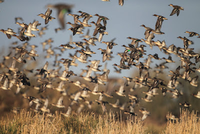 CITE DES OISEAUX à Les Landes-Genusson