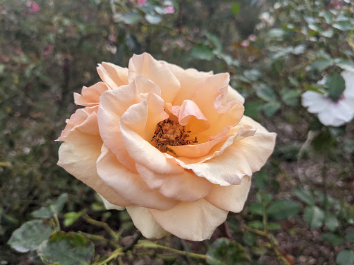 New Zealand Rose Garden