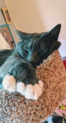 Pet Supply Store «PetSmart», reviews and photos, 114 Commerce Way, Woburn, MA 01801, USA