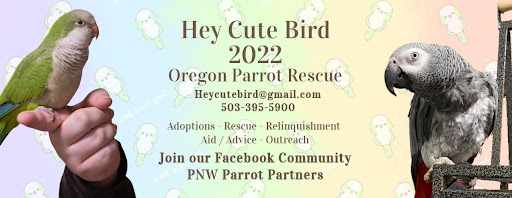 Hey Cute Bird Oregon Parrot Rescue