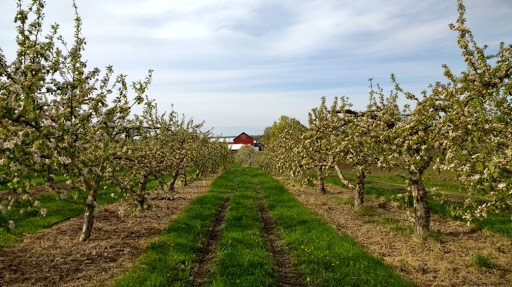 Winery «Apple Barn Orchard & Winery», reviews and photos, W6384 Sugar Creek Rd, Elkhorn, WI 53121, USA