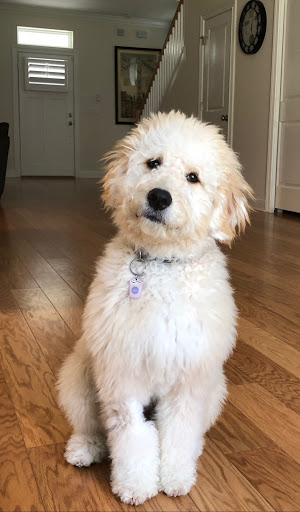 Pet Groomer «Luba`s Pet Grooming Studio», reviews and photos, 2782 Park St, Jacksonville, FL 32205, USA