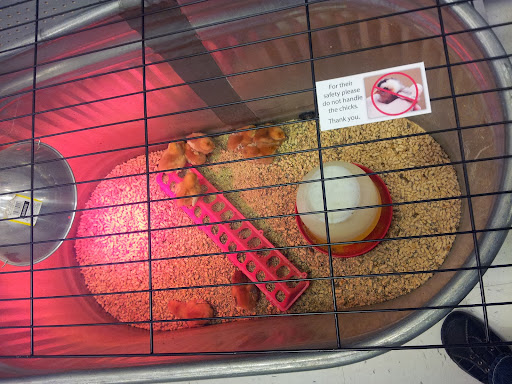 Animal Feed Store «Wilco Farm Store», reviews and photos, 664 W Baseline St, Cornelius, OR 97113, USA