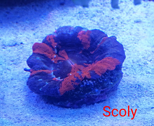 Aquarium Shop «Apex Aquarium», reviews and photos, 11111 N Central Expy, Dallas, TX 75243, USA