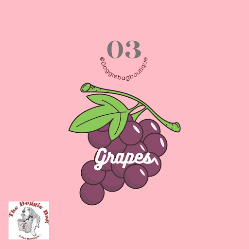 Pet Supply Store «The Doggie Bag A Pet Boutique», reviews and photos, 1745 E Edgewood Dr, Lakeland, FL 33803, USA