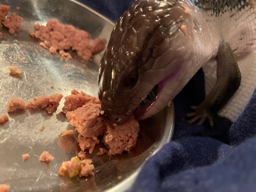 Pet Supply Store «Petco Animal Supplies», reviews and photos, 1100 Middle Country Rd, Selden, NY 11784, USA