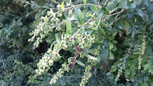 Water Park «Paradise Springs Aquatic Park», reviews and photos, 1501 Gaylord Trail, Grapevine, TX 76051, USA