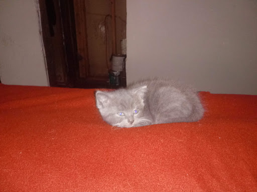 Liquor Store «Hampden Discount Liquors», reviews and photos, 7 Allen St, Hampden, MA 01036, USA