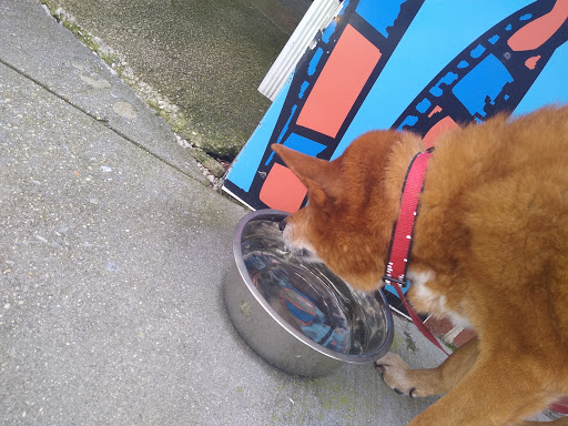 Pet Groomer «Animal House», reviews and photos, 705 Asbury Ave, Ocean City, NJ 08226, USA