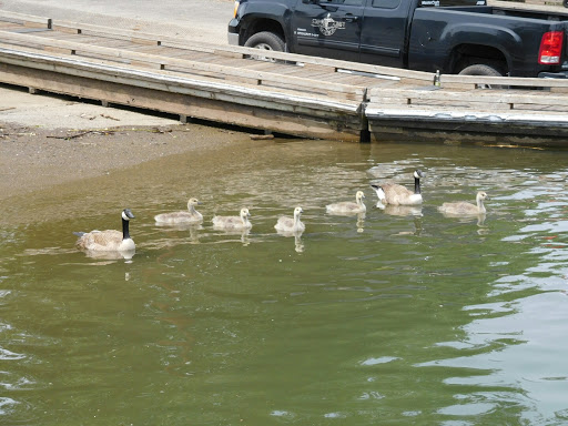 Park «Willamette Park», reviews and photos, SW Macadam Ave, Portland, OR 97219, USA