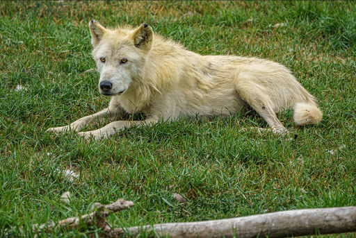 Zoo «Red River Zoo», reviews and photos, 4255 23rd Ave S, Fargo, ND 58104, USA