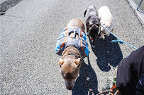 Socal Dogma | Pack Walk Adventures | Group Dog Walking - Photo 7 - Car repair in , San Bernardino