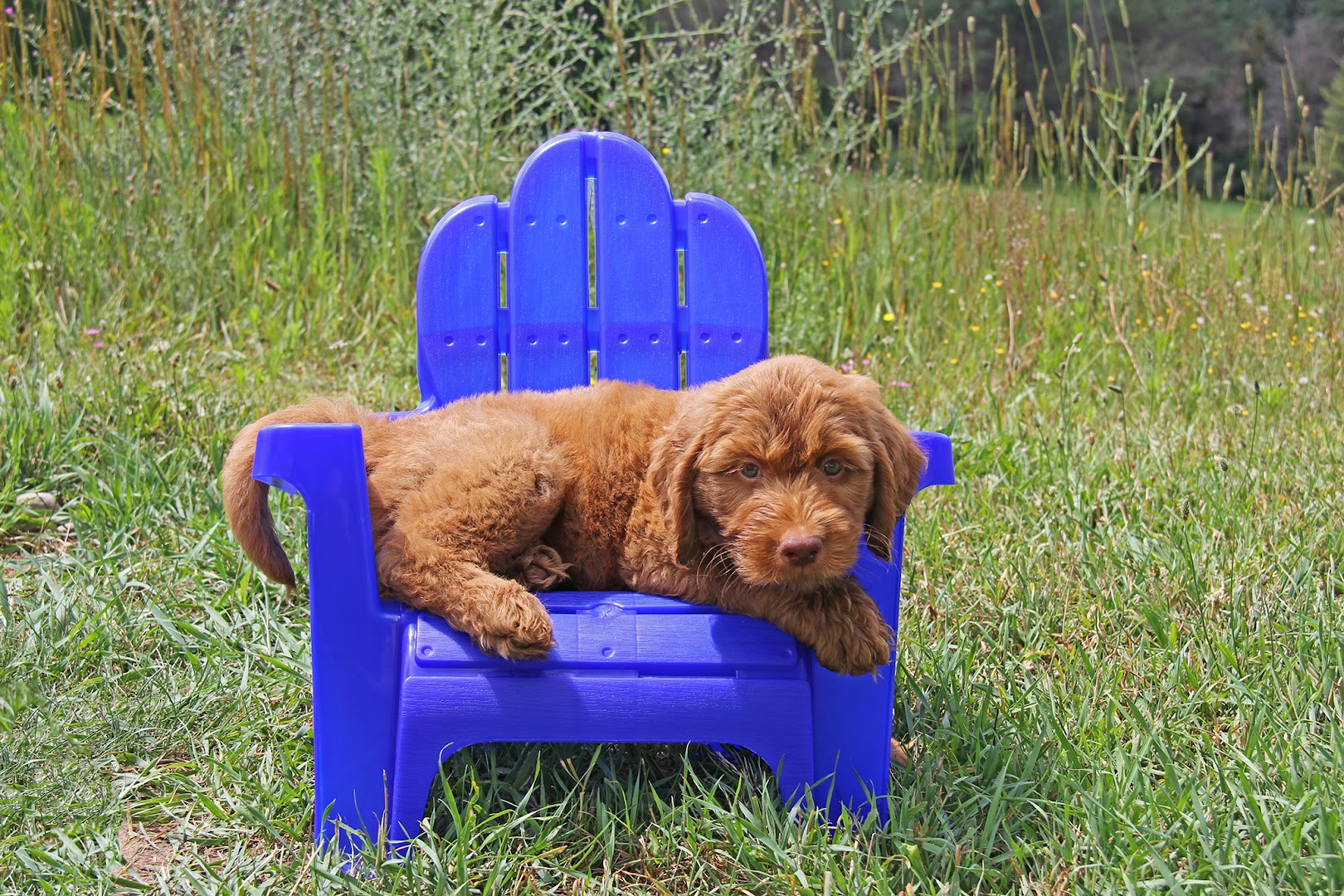 Lewis Manor Labradoodles