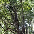 Walter Hill Macadamia Tree