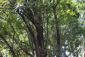 Walter Hill Macadamia Tree