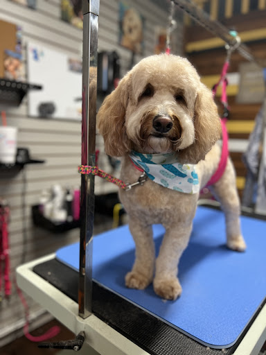 Collar & Comb Groomerie