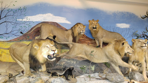 Sporting Goods Store «Midwestern Shooters Supply», reviews and photos, 191 Church St, Lomira, WI 53048, USA