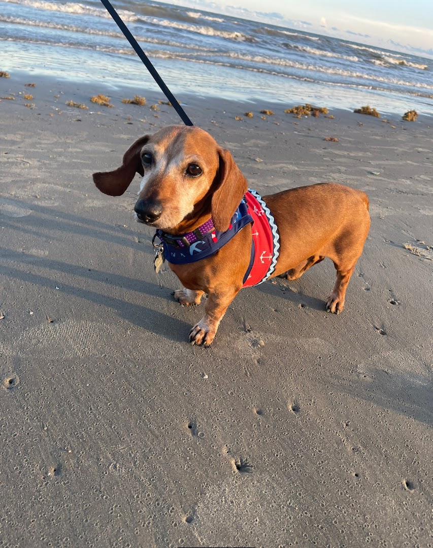 DREAM Dachshund Rescue, Education & Adoption Mission