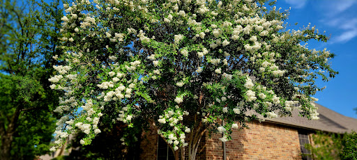 Park «Gabe Nesbitt Community Park», reviews and photos, 7001 Eldorado Pkwy, McKinney, TX 75070, USA