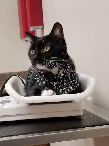 Pet Supply Store «Pet Supplies Plus», reviews and photos, 4505 S 76th St, Greenfield, WI 53220, USA