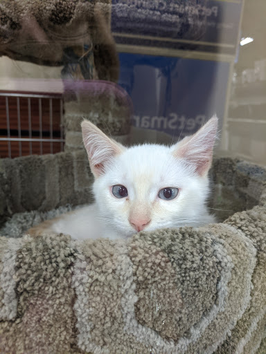Pet Supply Store «PetSmart», reviews and photos, 745 W Huntington Dr, Monrovia, CA 91016, USA